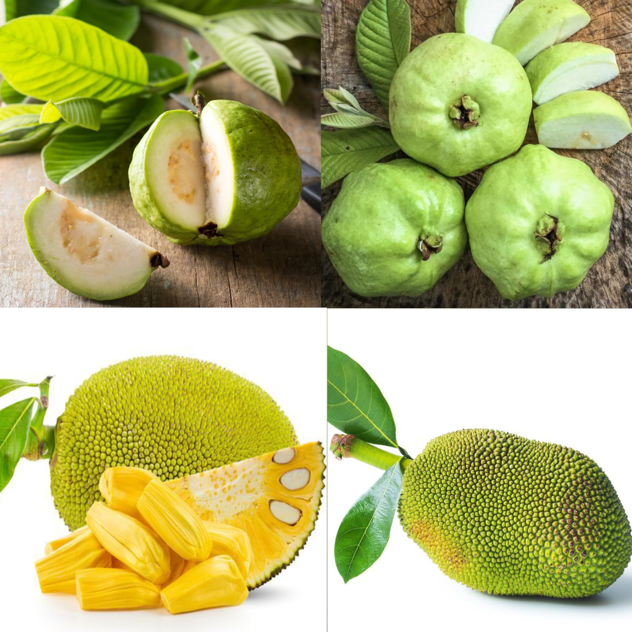 See full amazon price history chart for Eroanvia Combo 2 "Hisar Safeda Guava Clone Type + Red Jackfruit Plant 2-3 Feet Height Hybrid Guava Healthy Live Safeda Amrood Fruit Plant Live Plant For Home Garden Eroanvia Combo 2 "Hisar Safeda Guava Clone Type + Red Jackfruit Plant 2-3 Feet Height Hybrid Guava Healthy Live Safeda Amrood Fruit Plant Live Plant For Home Garden (B0CH8LGRN4) Amazon Price History, Amazon Price Tracker