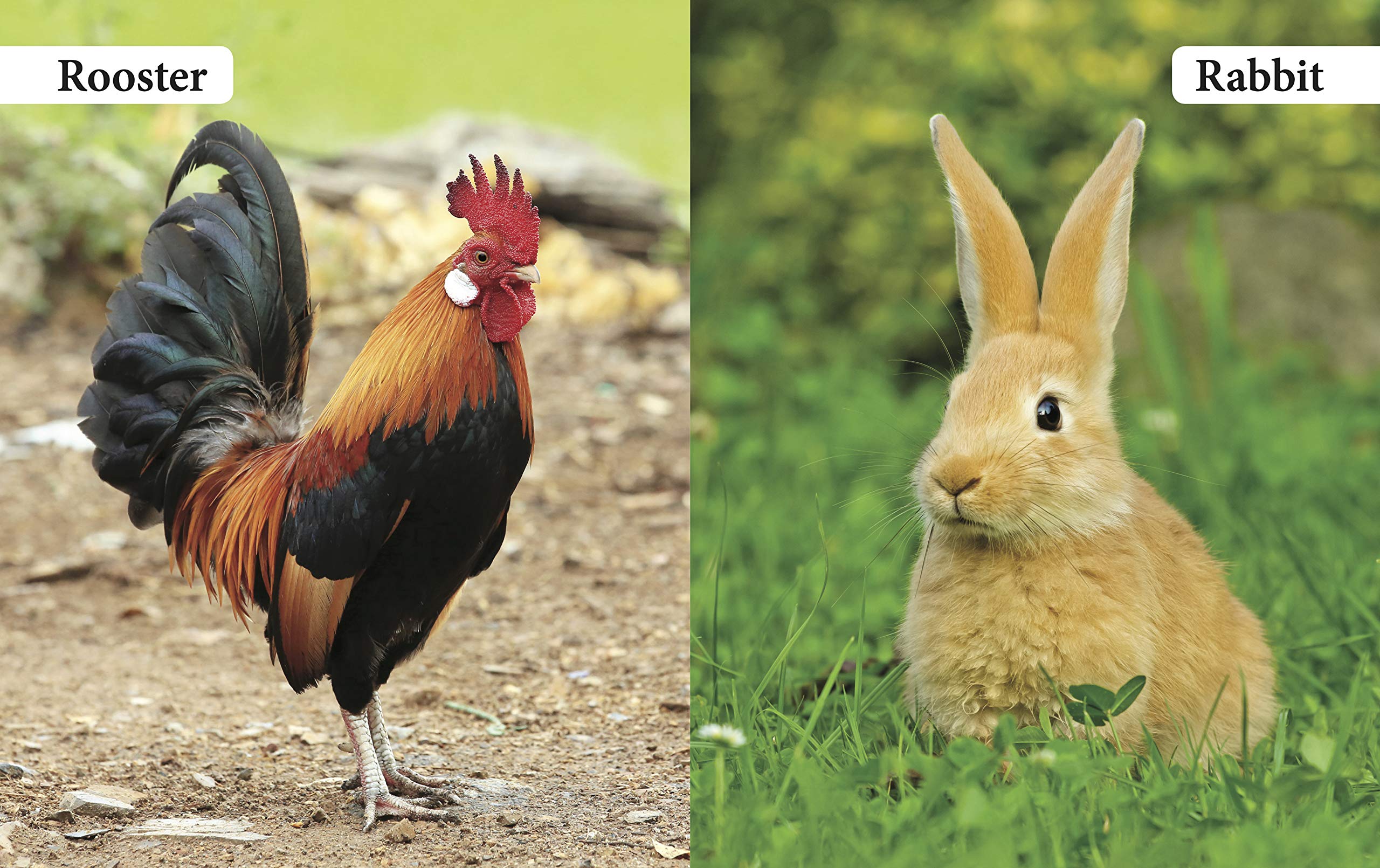 My First Book of Farm Animals for Children: Early Learning with Cows, Horses, Ducks & More | Friendly Creatures on the Farm | Bright Pictures and Simple Names | Develop Vocabulary & Recognition | Interactive Learning 1