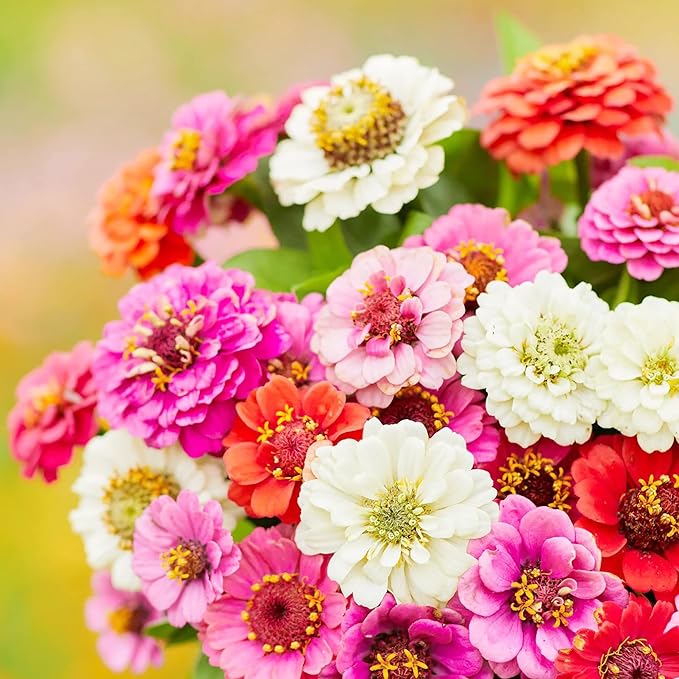 Dwarf Zinnias Seeds Zinnia Elegans 'Thumbelina' Fast