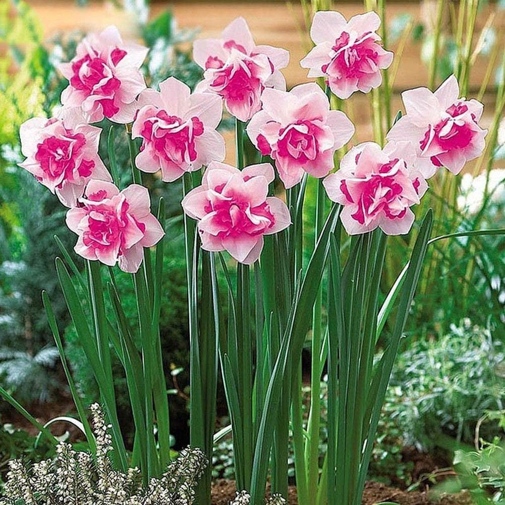 4 Fragrant Pink Daffodil Bulbs,Very Beautiful Bulbs Quality Assurance
