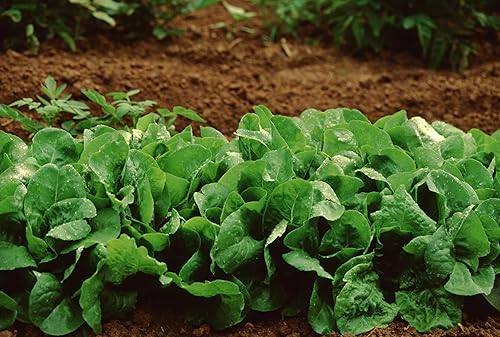 Miniatura 6 de TKE Farms & Gardens - Más de 2500 semillas de lechuga Buttercrunch para plantar, 0.11 onzas, reliquia, sin OMG, instrucciones incluidas, Lactuca