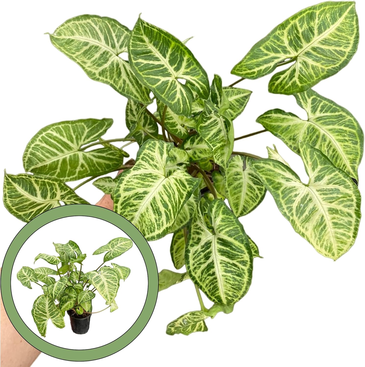 Syngonium Glo Go 4” Pot