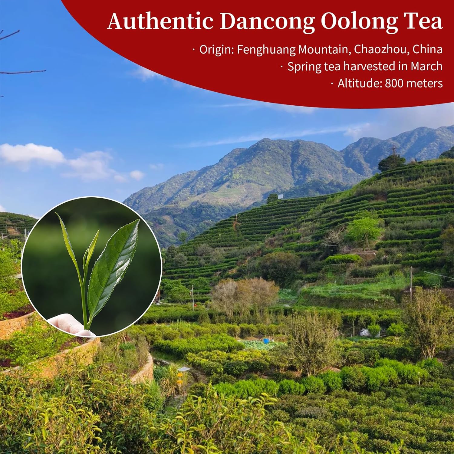 Yuexi Dan Cong Tea Oolong Tea Loose Leaf 4.23oz/120g Top-grade Chaozhou Phoenix Mountain Tea Rich Flavor Orchid Fragrance 凤凰单枞 蜜兰香 潮州乌岽乌龙茶 单枞茶叶 - Image 4