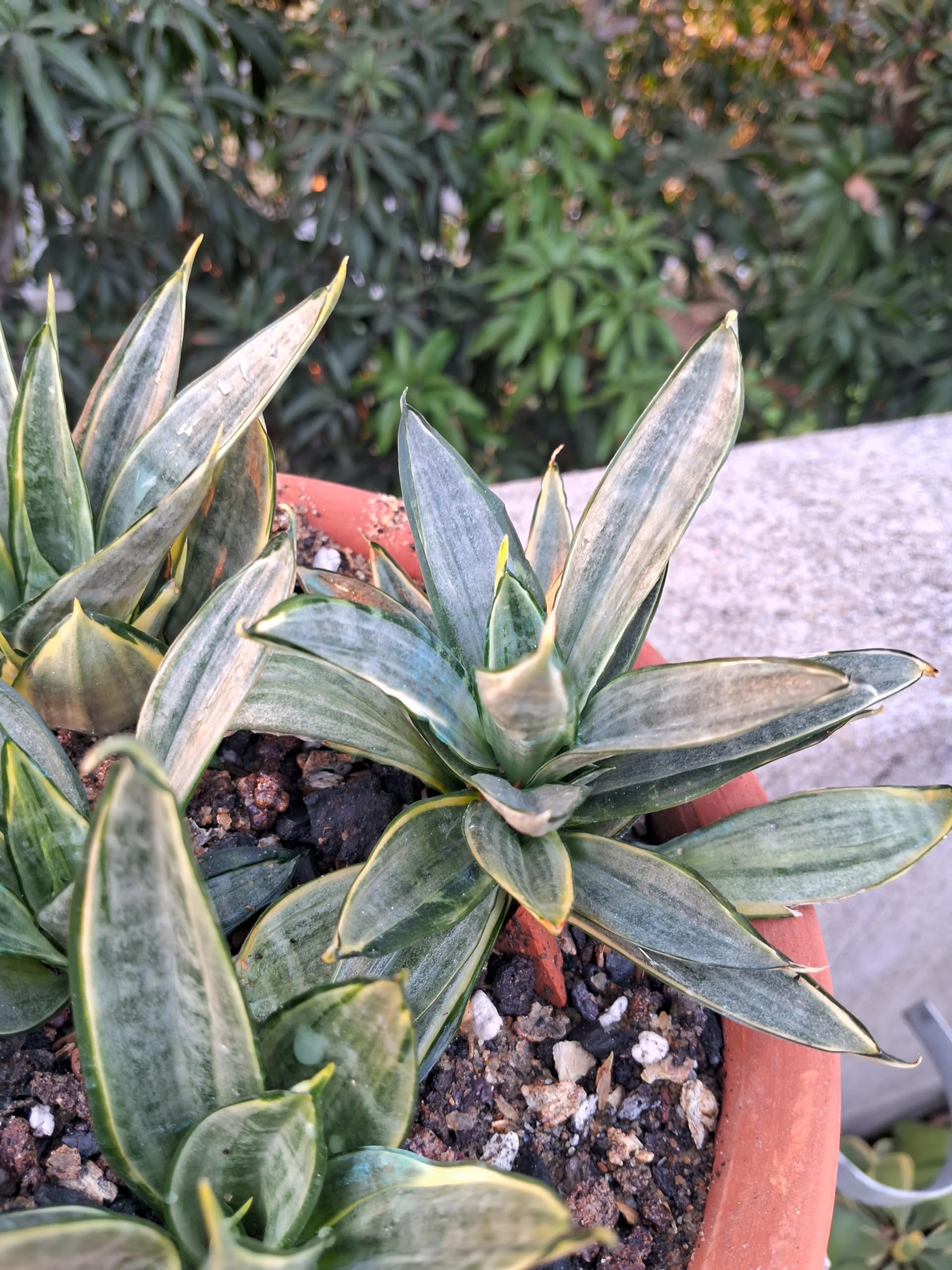 Grin Heaven Nursery, Sansevieria Silver Frost Live Plant : Amazon.in:  Garden & Outdoors