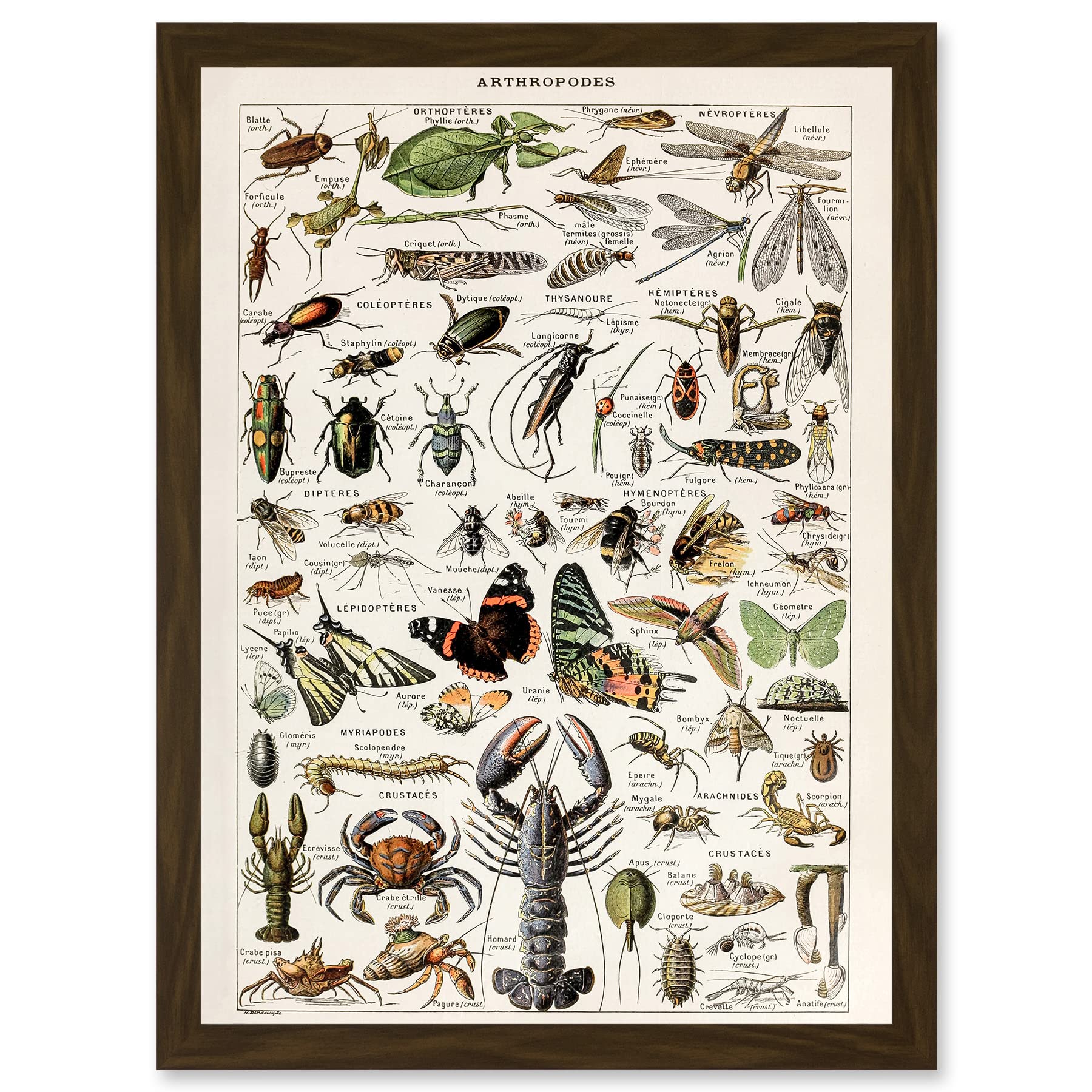 Artery8 Millot Encyclopedia Arthropods Exoskeletal Animals Nature Artwork Framed Wall Art Print A4