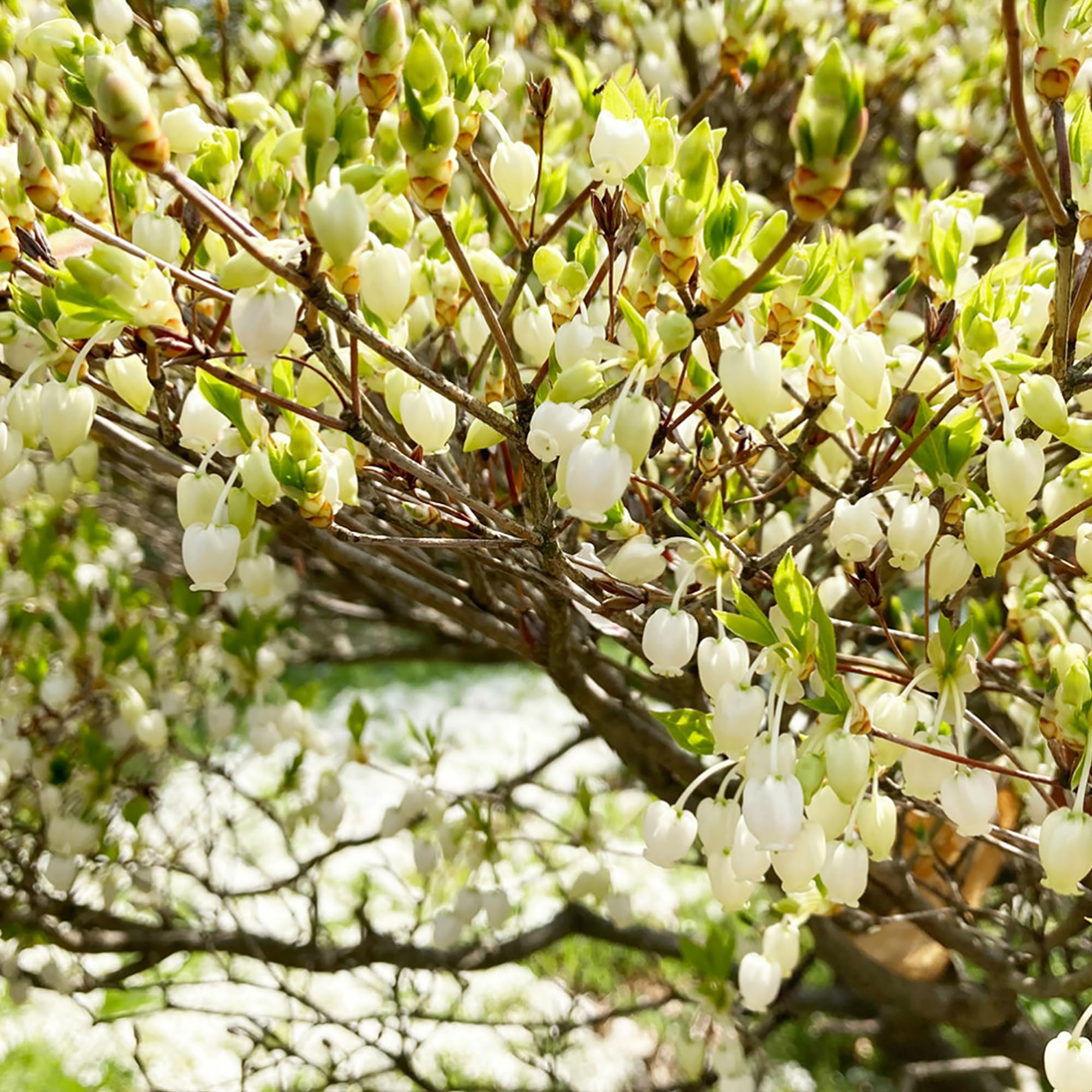 Amazon | ドウダンツツジ 白花 10.5cmポット苗 1株 Enkianthus