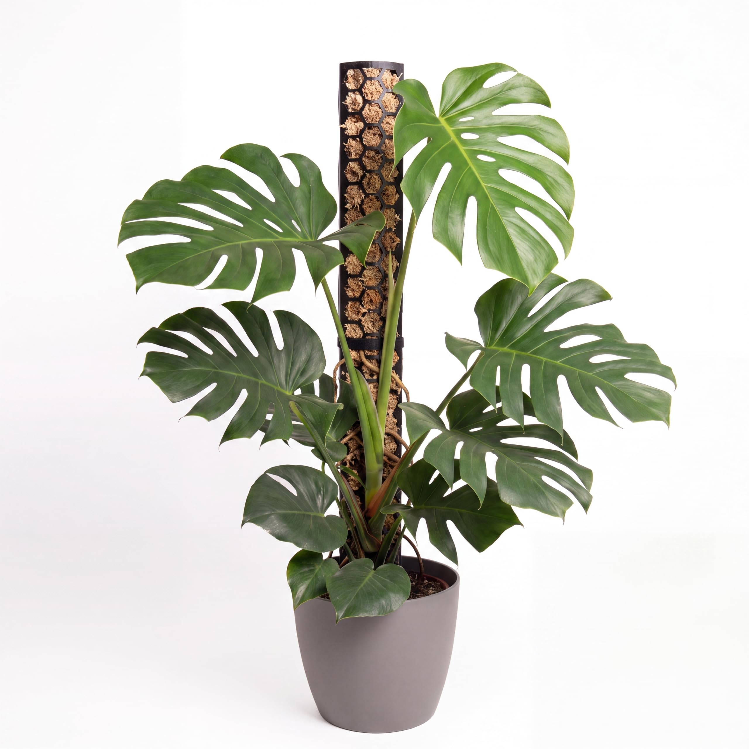 Bastone di muschio per rampicanti Monstera, piante da interni, piante rampicanti, edera e muschio, supporto per piante, palo di muschio, aiuto per piante da interni, filodendro (nero)
