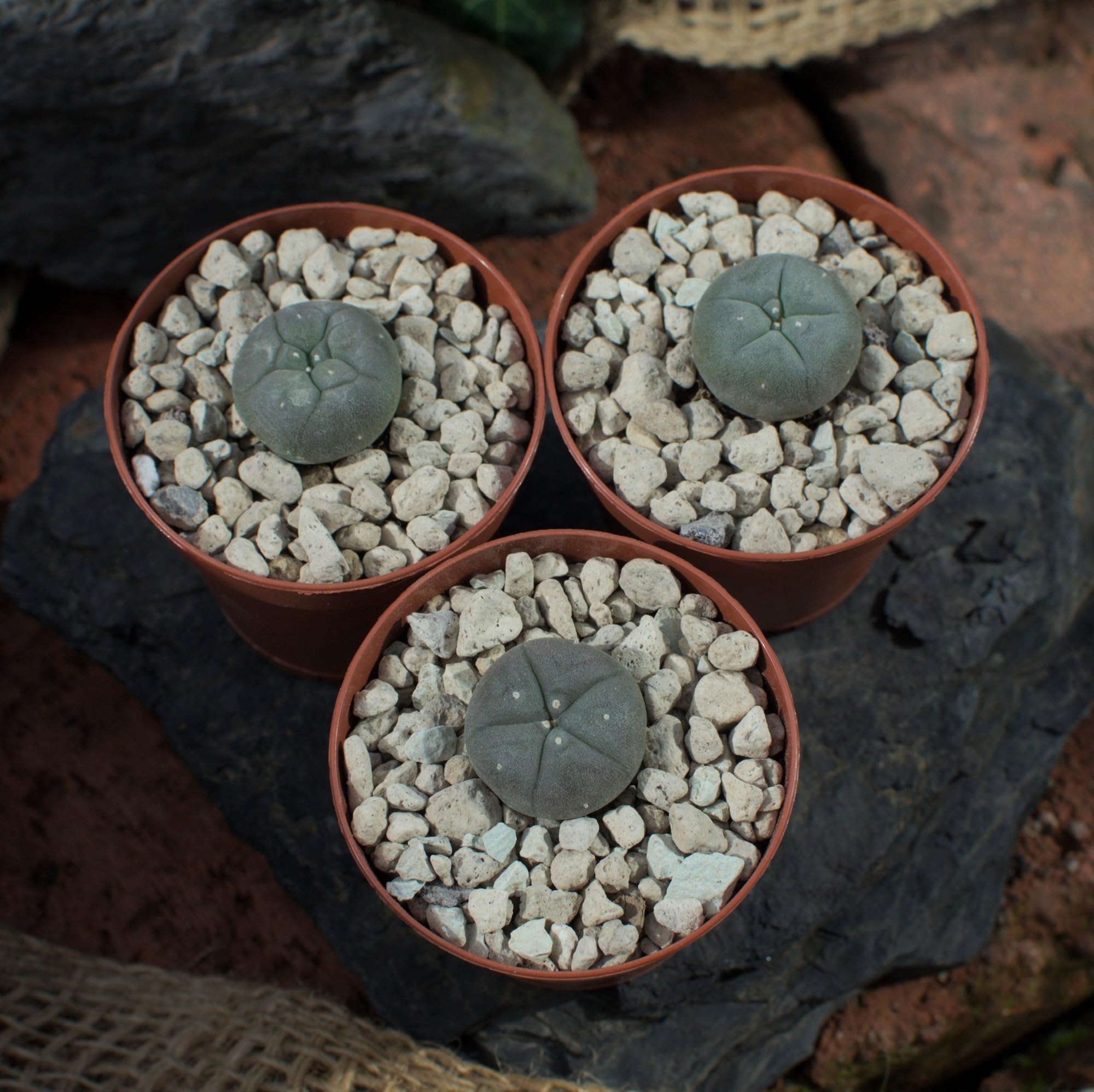 3x Lophophora williamsii peyote, Durchmesser 2cm