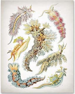 Sea Slugs - Ernst Haeckel - 11x14 Unframed Art Print - Makes a Great Beach House Decor and Gift Under $15 for Nature Lovers