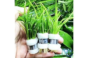 Dwarf Sagittaria Live Plant for Aquarium - The Perfect Addition to Your Underwater Paradise