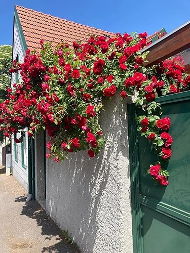 Miniatura 6 de Más de 100 semillas de mezcla de rosas trepadoras Plantación de jardín de flores coloridas
