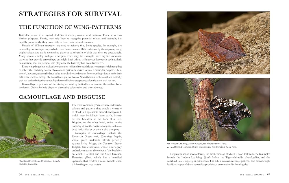 Adrian Hoskins　Butterflies of the World butterfliesofwor0000hosk