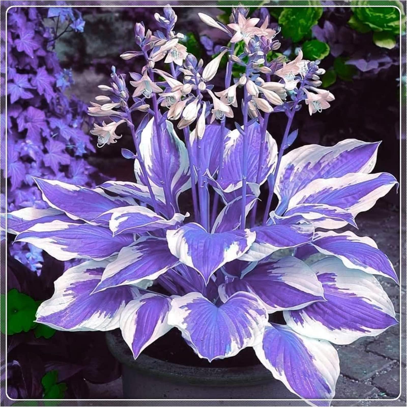 Hosta Bulbs Planting Pots to Grow Ornaments Perennial Garden-3 Bulbs,a