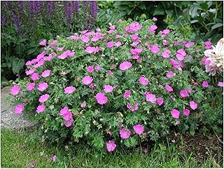10 x Geranium sanguineum 'Max Frei' (Storchschnabel)