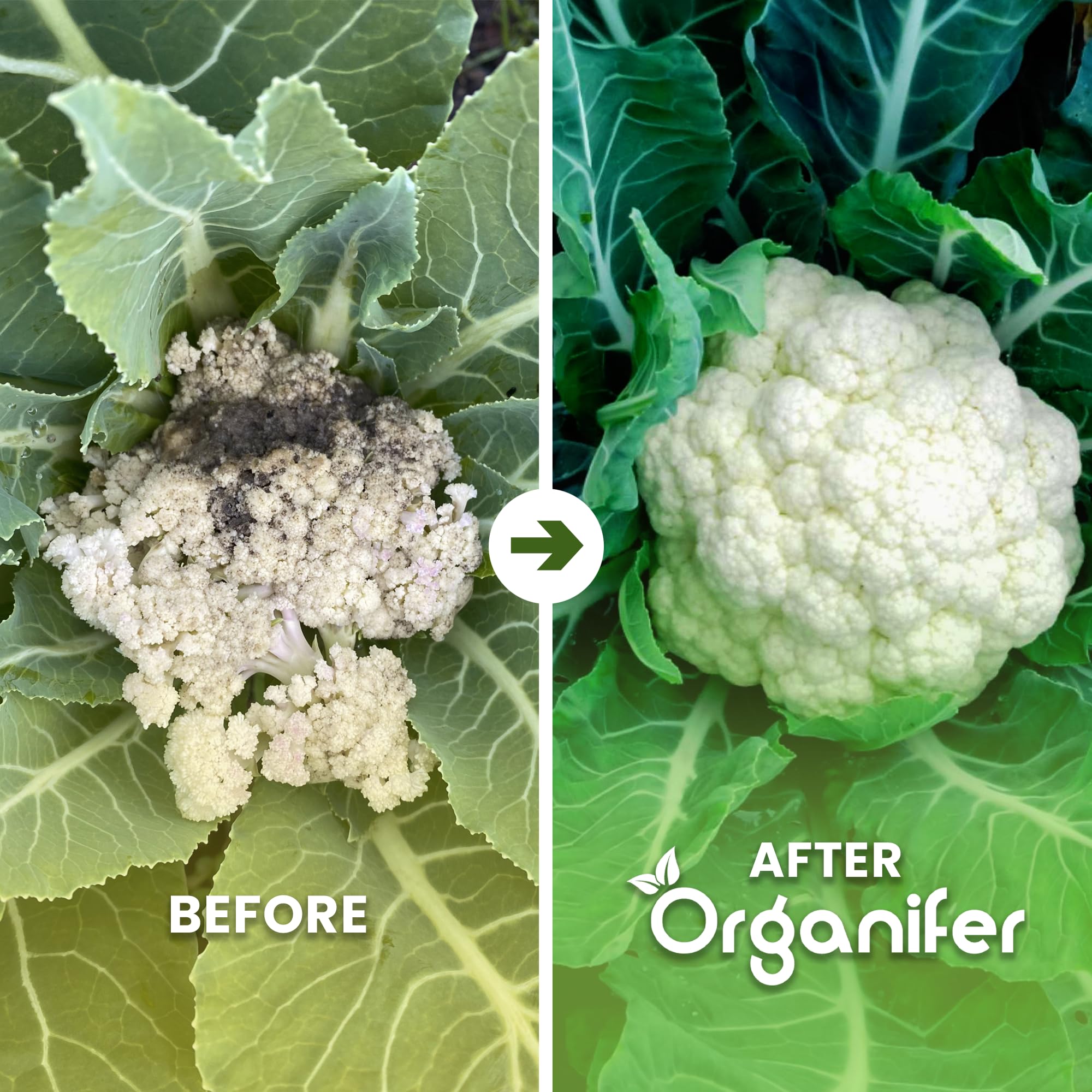 Blumenkohl Flüssigdünger - 10L - NPK 2-1-8 | Flüssig-Pflanzendünger Für Kräftige Köpfe & Gesunde Blätter - Fördert Wurzeln & Vitalität - Organifer