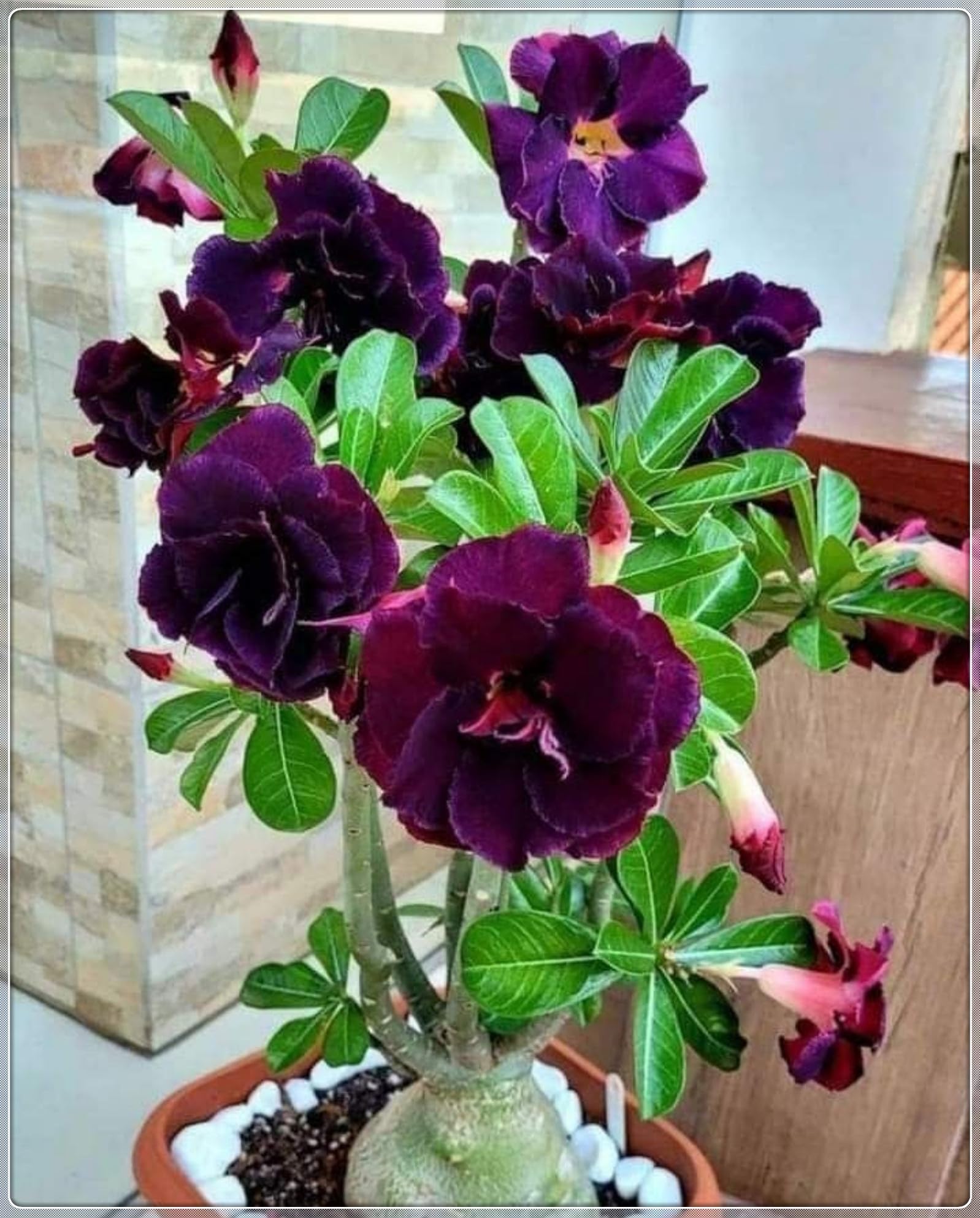 Magnificent Desert Rose Bulbs in Bulk: Hardy Perennial Desert Rose Bushes for Garden Ready to Plant Garden Displays-2 Bulbs-C