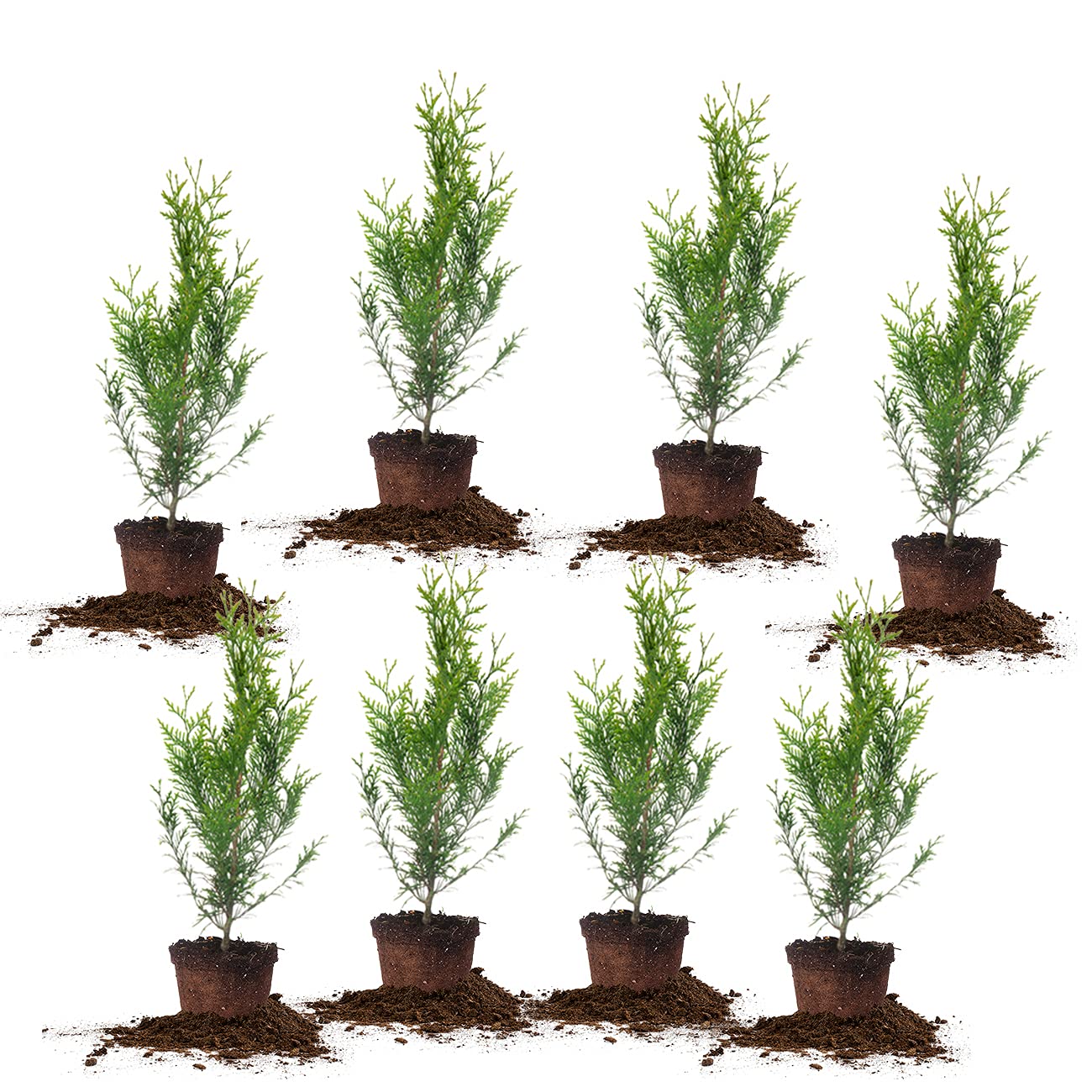 Perfect Plants Thuja Green Giant 8-Pack