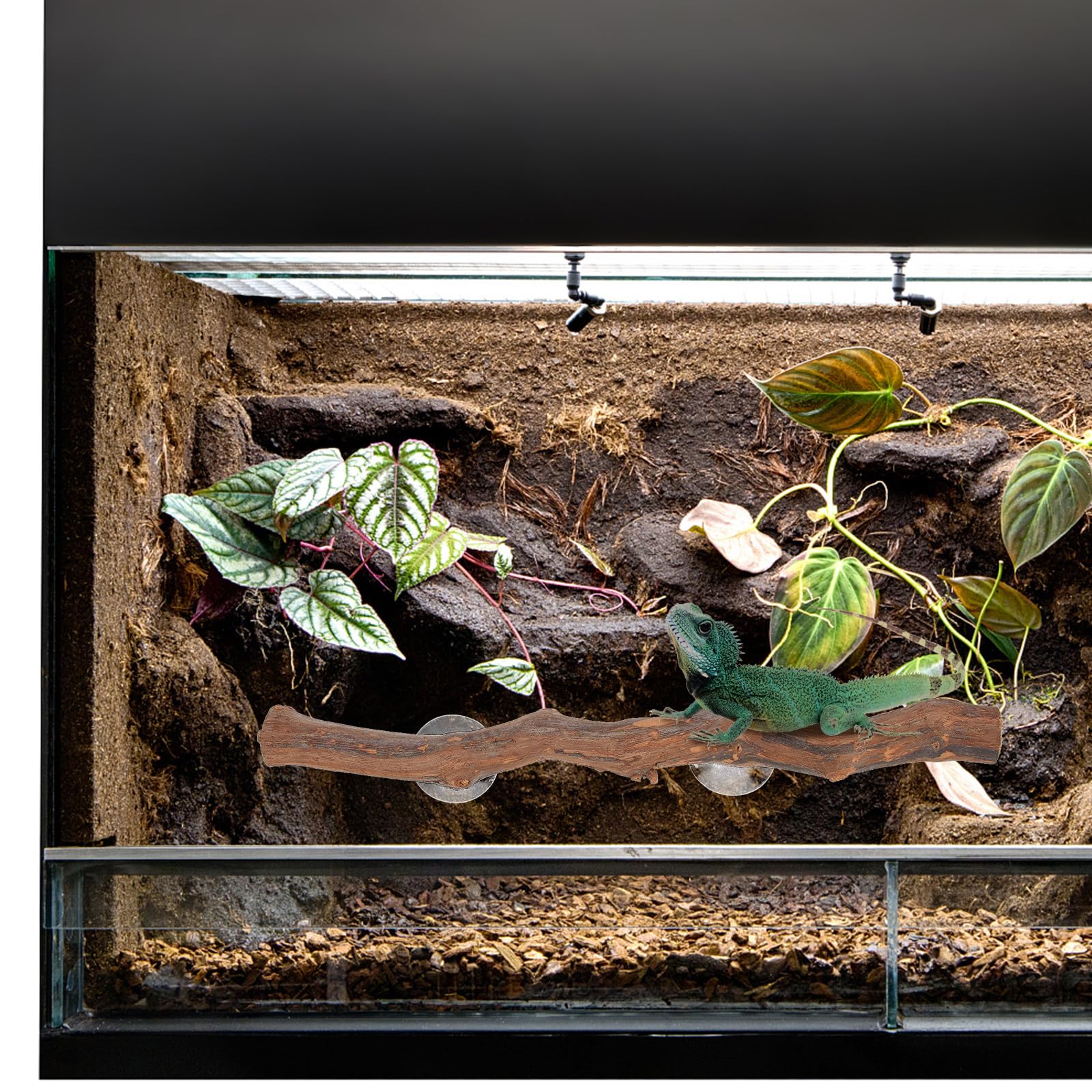 Ciieeo Rama de Madera Juguete de Escalada Seguro y Redondo para Reptiles Ventosa para Dragón Barbudo y Reptiles en Terrarios