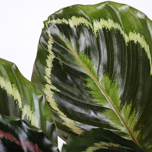 Miniatura 2 de Green Circle Growers Calathea Medallion Planta en Rockefeller beige de 5 pulgadas, planta de interior viva, planta de interior en maceta