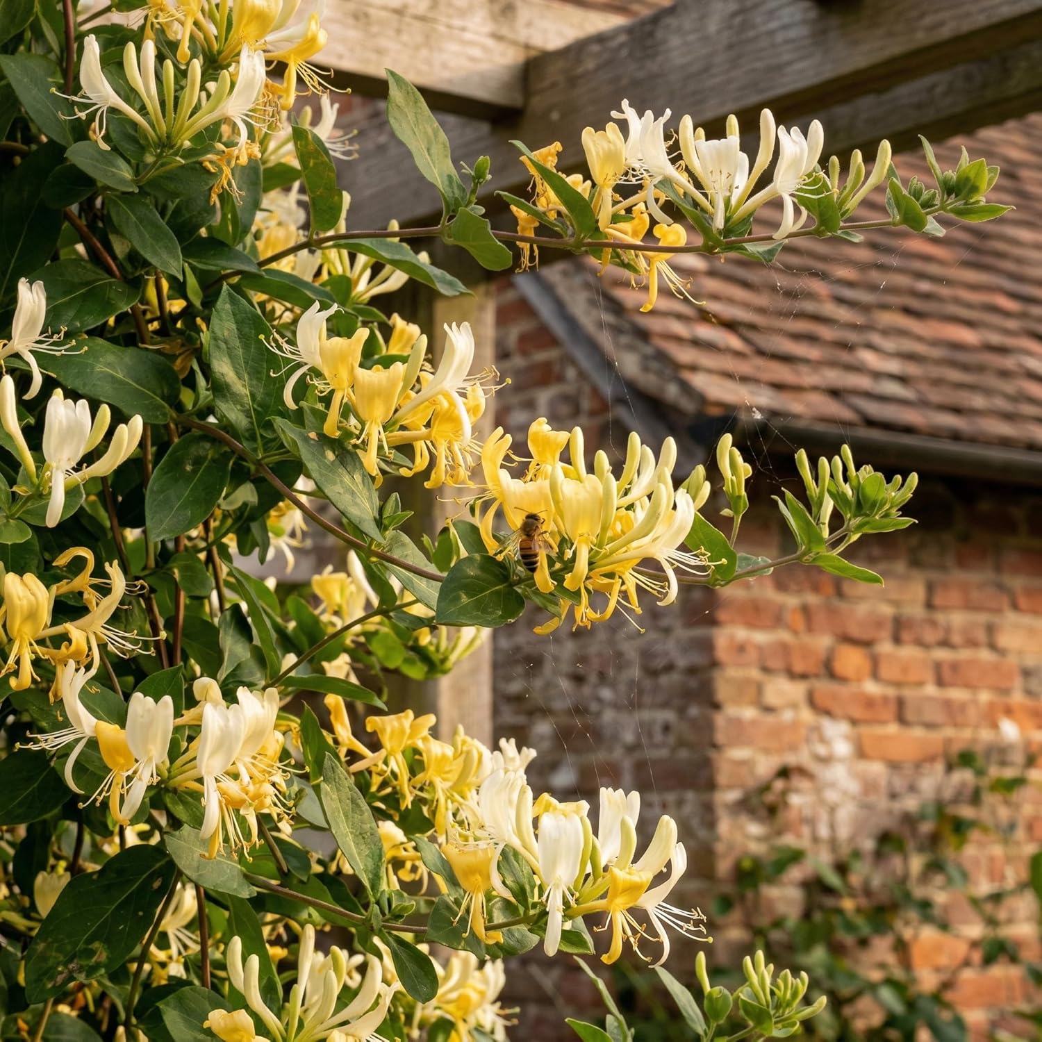 Set of 2 Honeysuckle Plant Live | 6–12 Inch Tall Flowering Shrubs | Fragrant Blooms for Outdoor Planting, Landscaping & Garden Borders