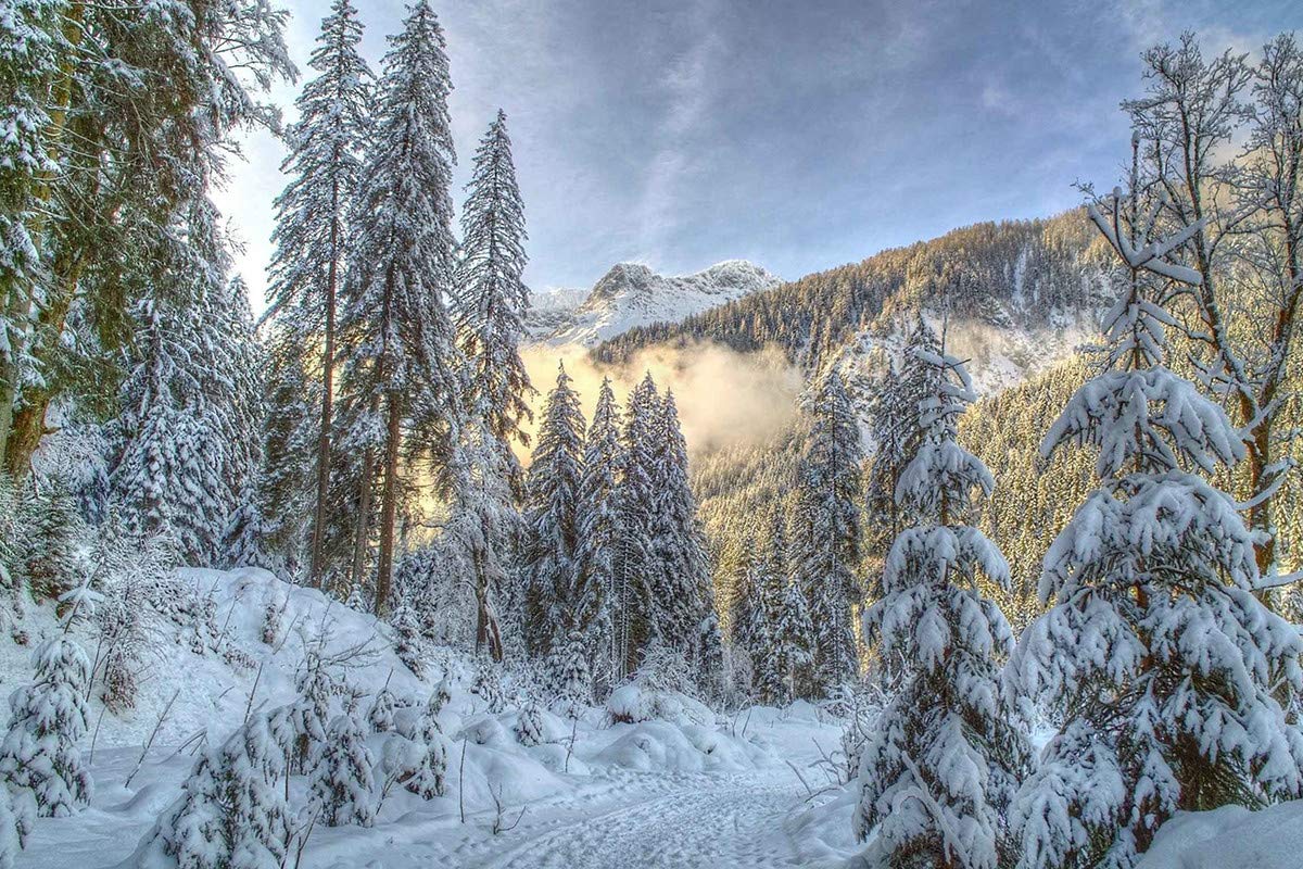 Winter Scenery Nature Poster Combo|Decorative Wall Poster|Poster