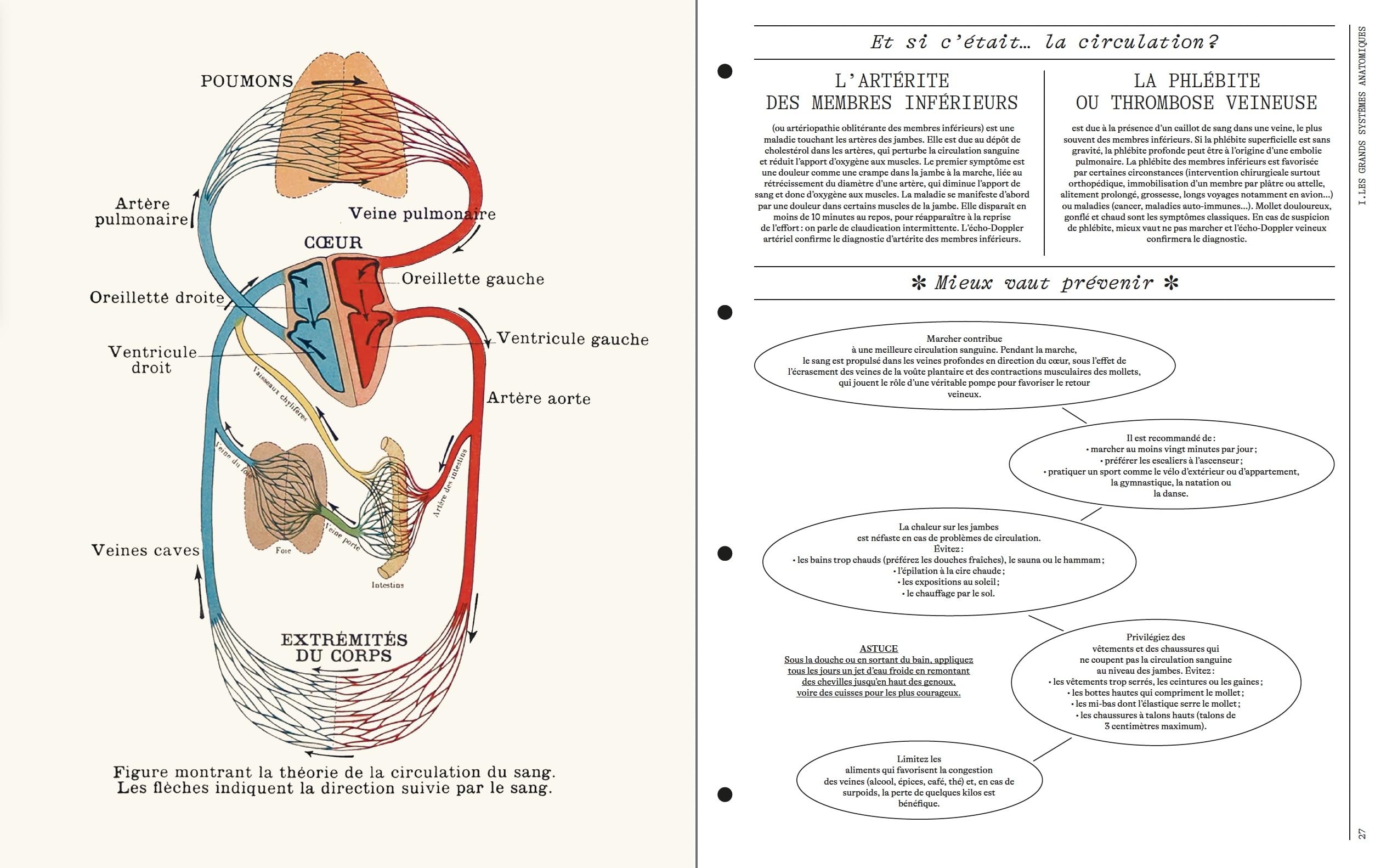 Deyrolle Leçons d'anatomie
