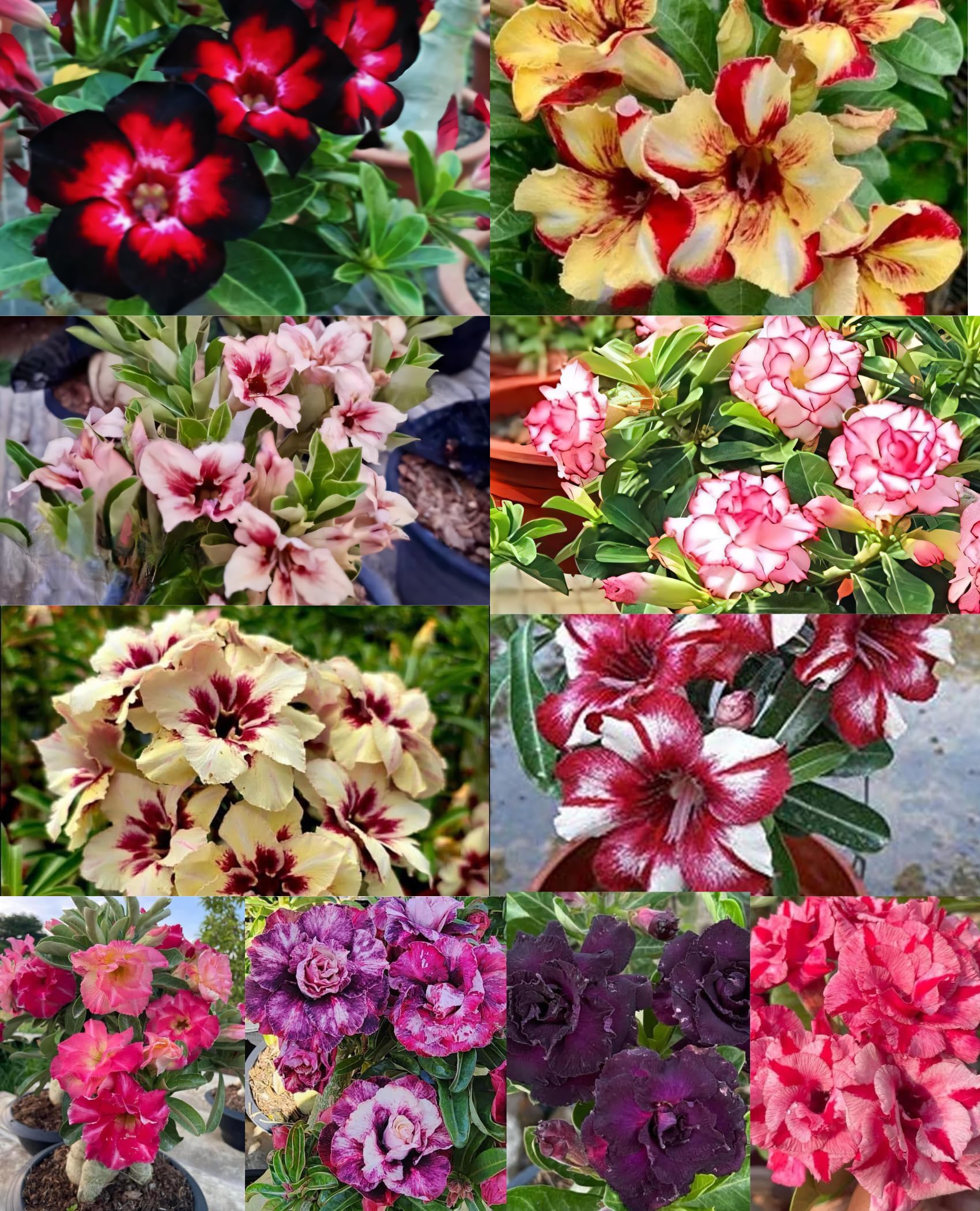 Generic DPEYARO0 Bonsai Adenium Plant, Multicolor, Pack of 10 - Image 1