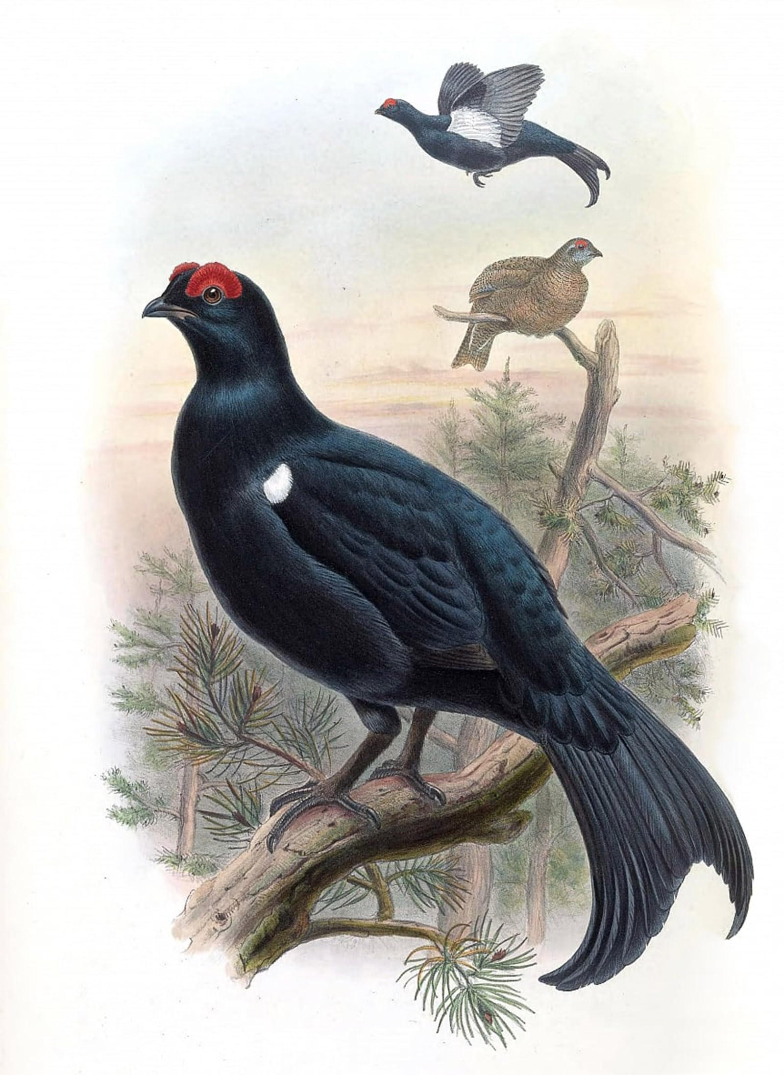 ARTXLXXBN Famous Art Print Poster Vintage Wall Art Animal Bird Caucasian Grouse Lyrurus Mlokosiewiczi by John Gould Canvas Art Poster for Home Decor 60x90cm
