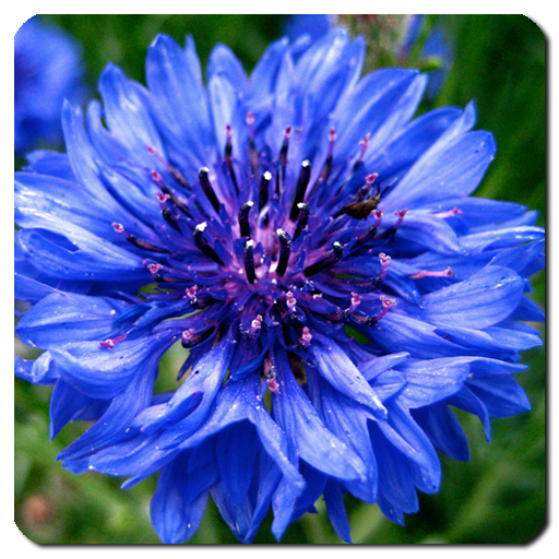 Flowers Jigsaw Puzzle for Android