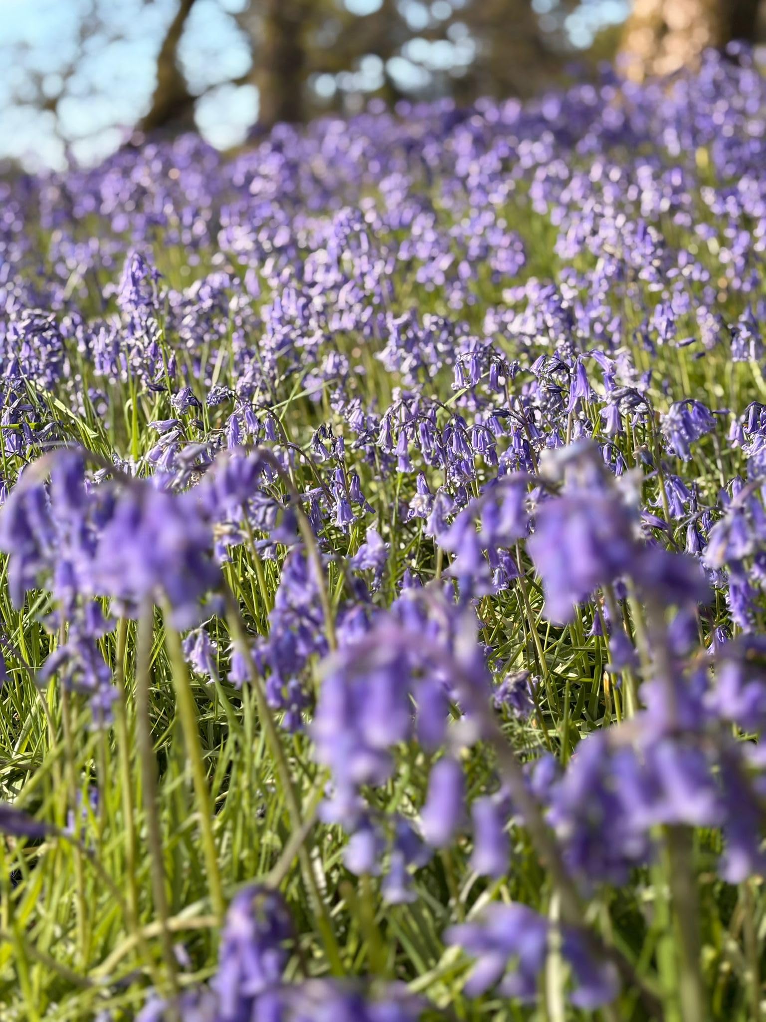 50 True Species Bluebell Bulbs