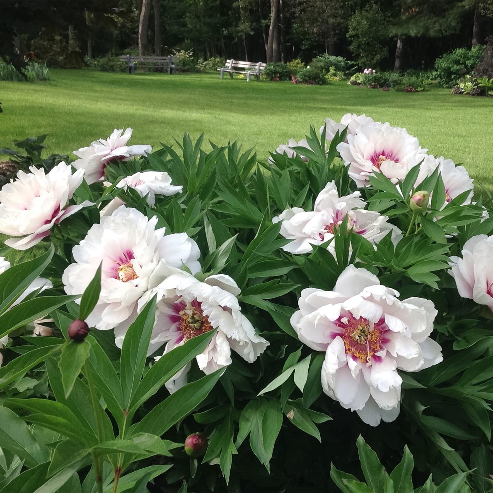 Peony Bulbs, Excellent Display Indoor Perennial Balcony, Plant Bulbs, Bulbs Mix, Can Be Potted Aromatic,Peony Plant Flowering Rhizome, Peony Bulbs for Planting Now UK, Garden Bulbs, 1bulbs-B
