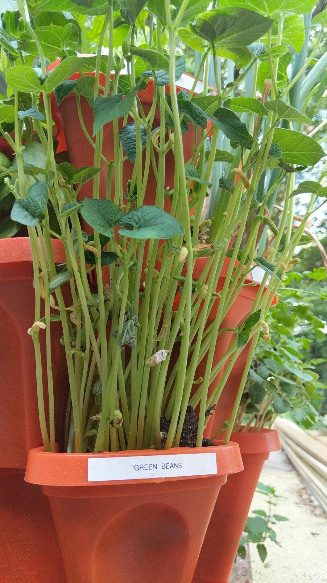Mr. Stacky herb garden setup
