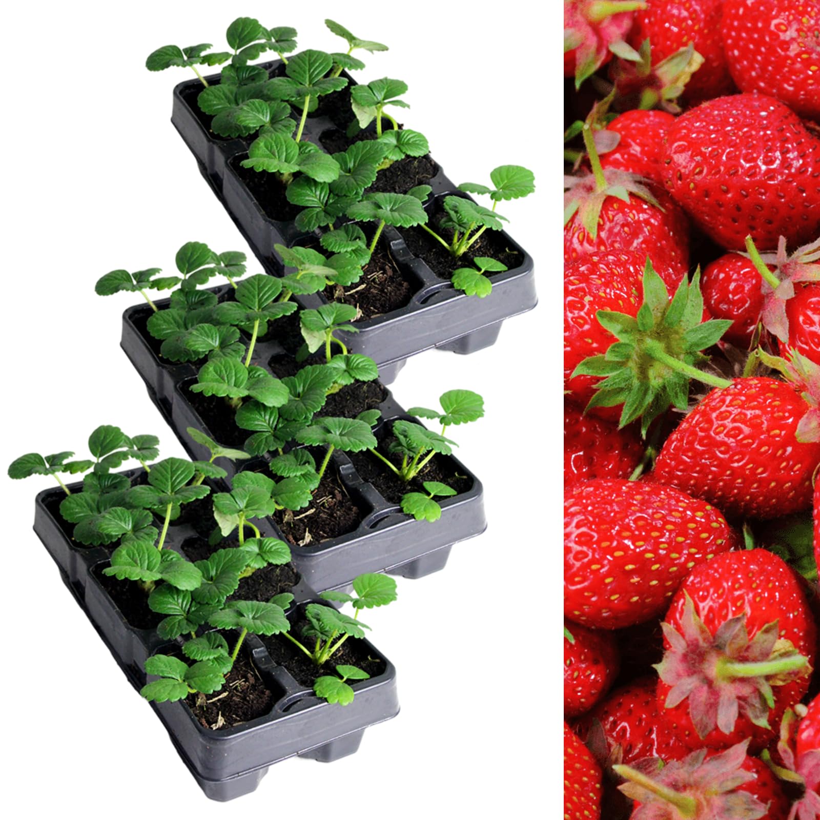 Carbeth Plants Strawberry Elsanta Fruit Plant 3 x 6 Pack - Hardy Perennial Easy Grow Fragaria Bushes - Tasty Sweet High Yielding Outdoor Garden Fruiting Plants for Beds, Borders or Pots
