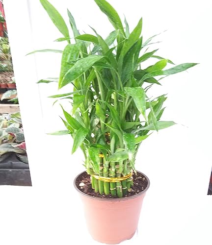 Miniatura 2 de 3 Tier 4" 6" 8" Lucky Bamboo 6" Pot para Feng Shui/Diseño único