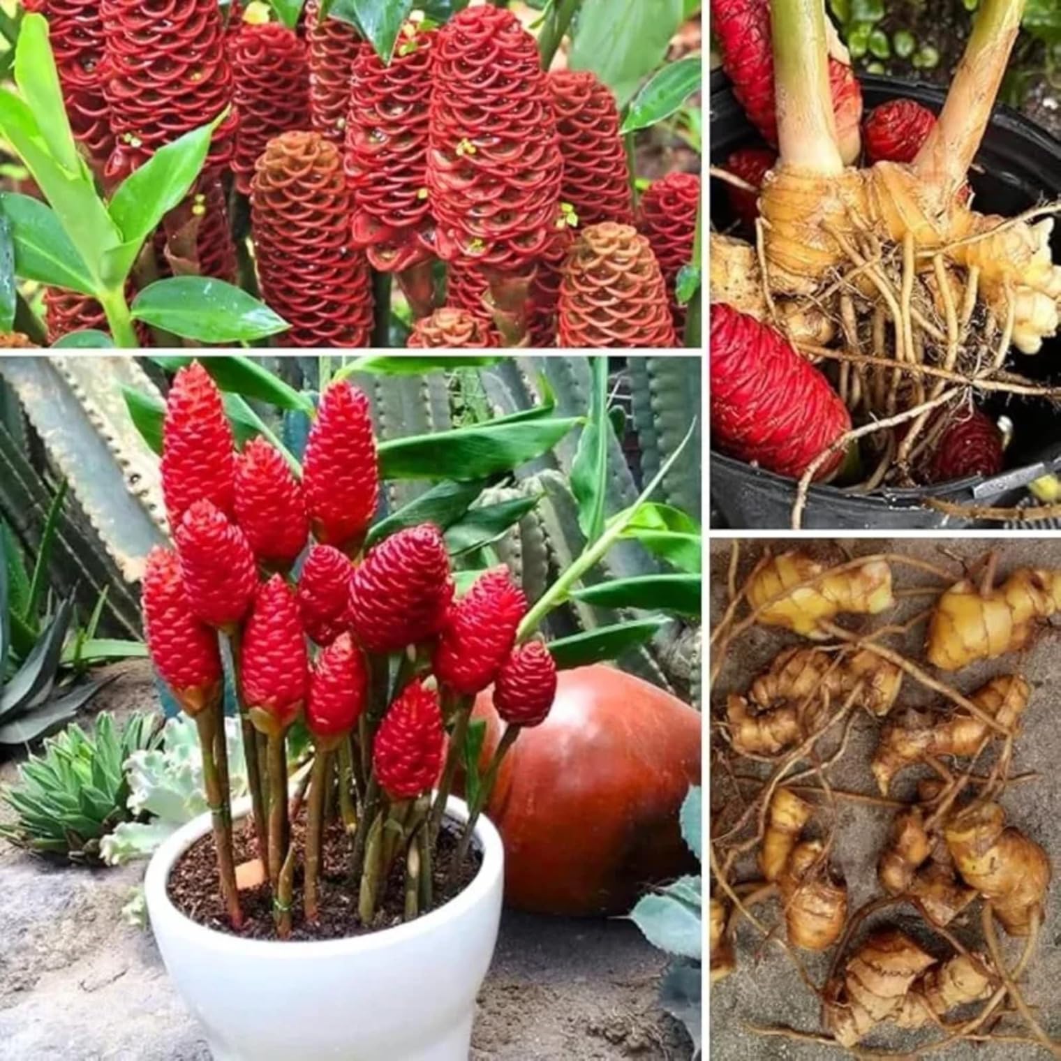 shampoo Ginger Bulb (Zingiber zerumbet) Live Rhizome for Planting | Pinecone/Awapuhi Ginger | Fragrant Ornamental Tropical Plant | Pack of 2 Healthy fresh Bulbs for planting-picture-11