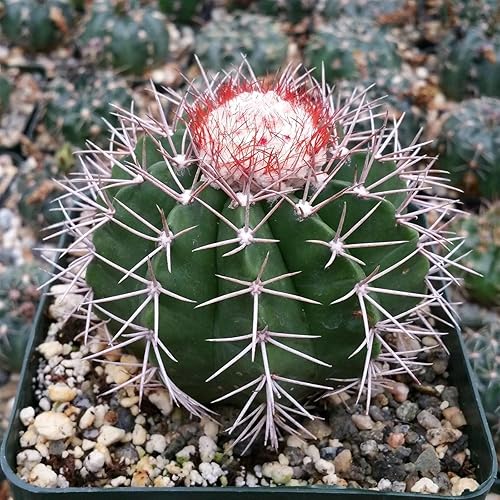 Miniatura 9 de Melocactus violaceus no cephalium Cactus Cactus Suculenta Planta Real