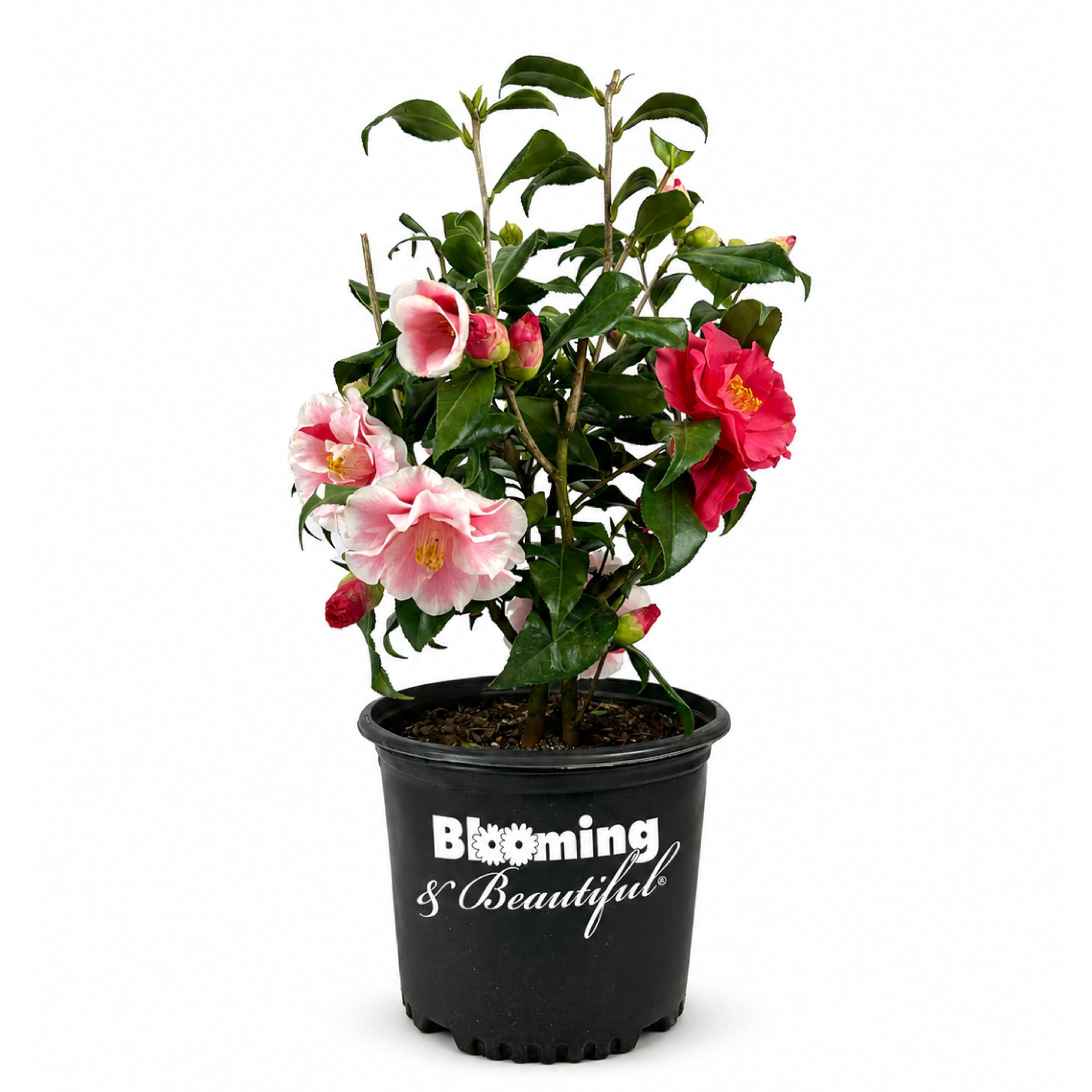 Lady Vansittart Camellia live evergreen shrub