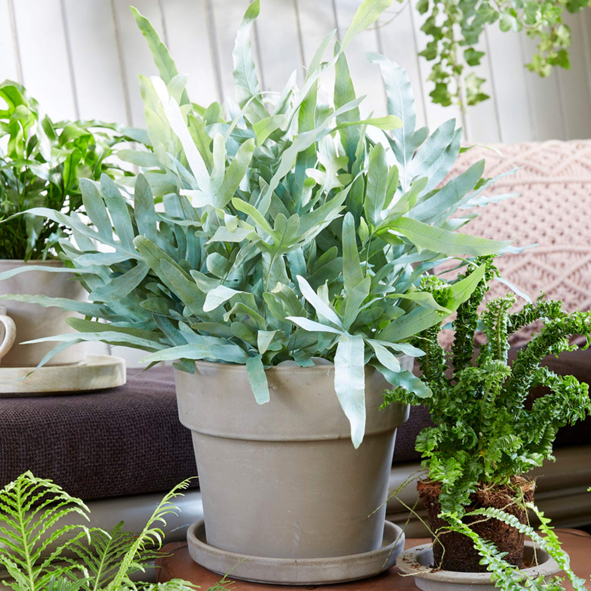 Potted Phlebodium Blue Star | Best Indoor Plants | Evergreen 25-35cm Potted Fern
