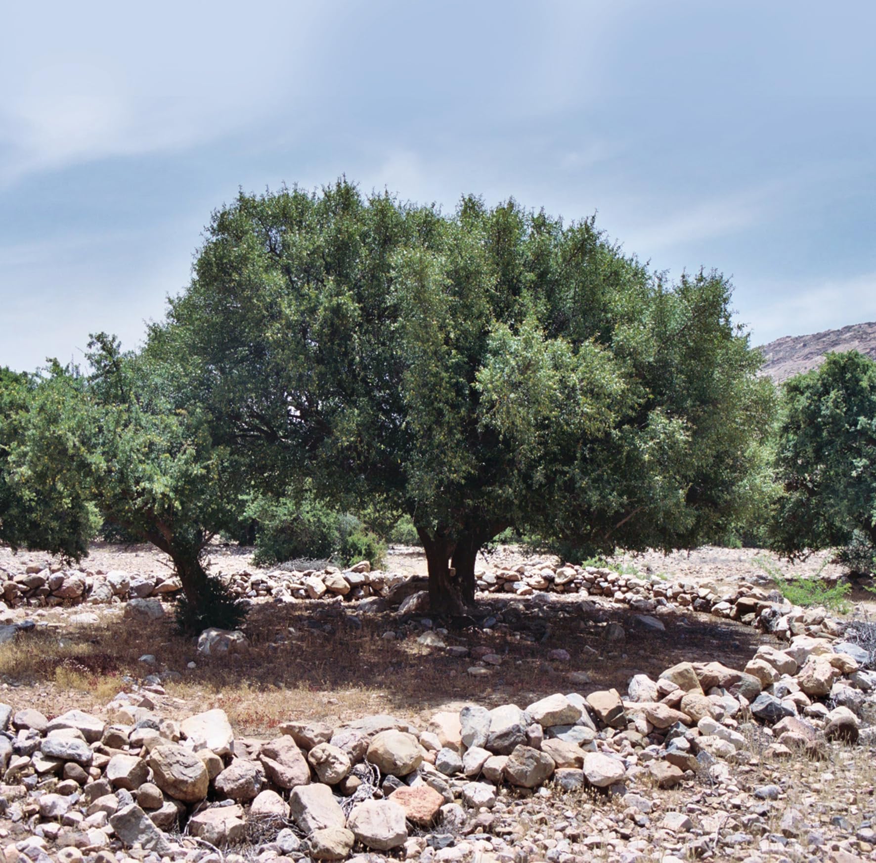 Olio di Argan Puro - 250
