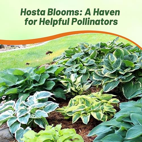 Miniatura 7 de Outsidepride Hosta American Seeds - 50 unidades. Perenne, fácil de cultivar y de bajo mantenimiento, semillas de flores para plantar follaje mixto