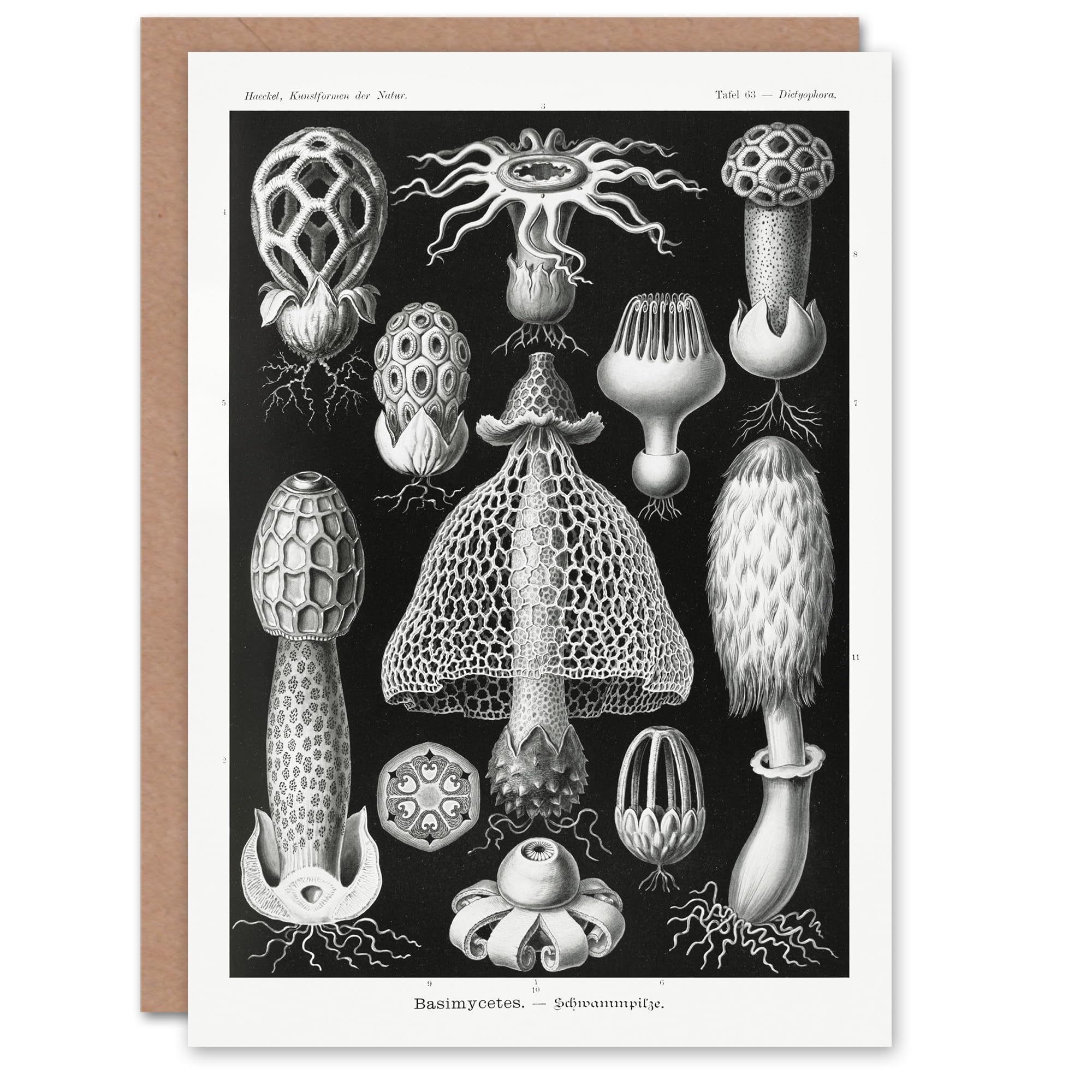 Artery8 Ernst Haeckel Art Card Basimycetes Fungi Species Vintage