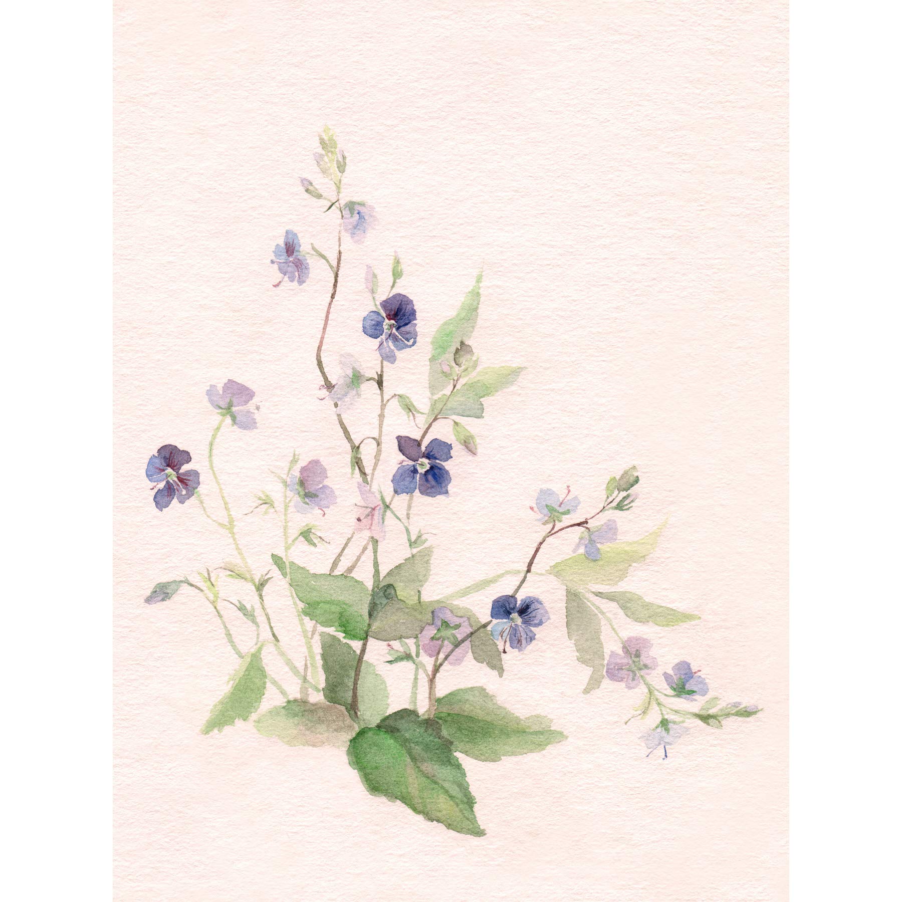 Wee Blue Coo Flower Veronica Watercolour Large Wall Art Print Canvas Premium Poster