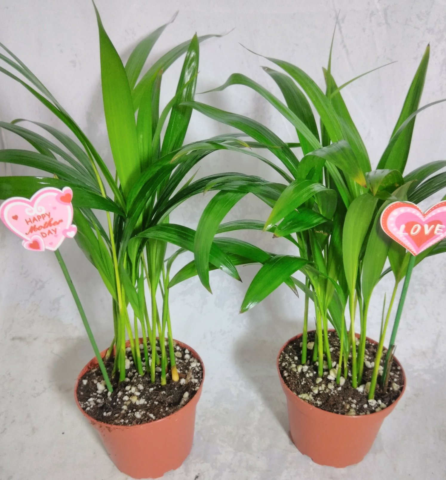 are aglaonema toxic to cats Red Valentine Aglaonema – Lichtenfelt's main image 0