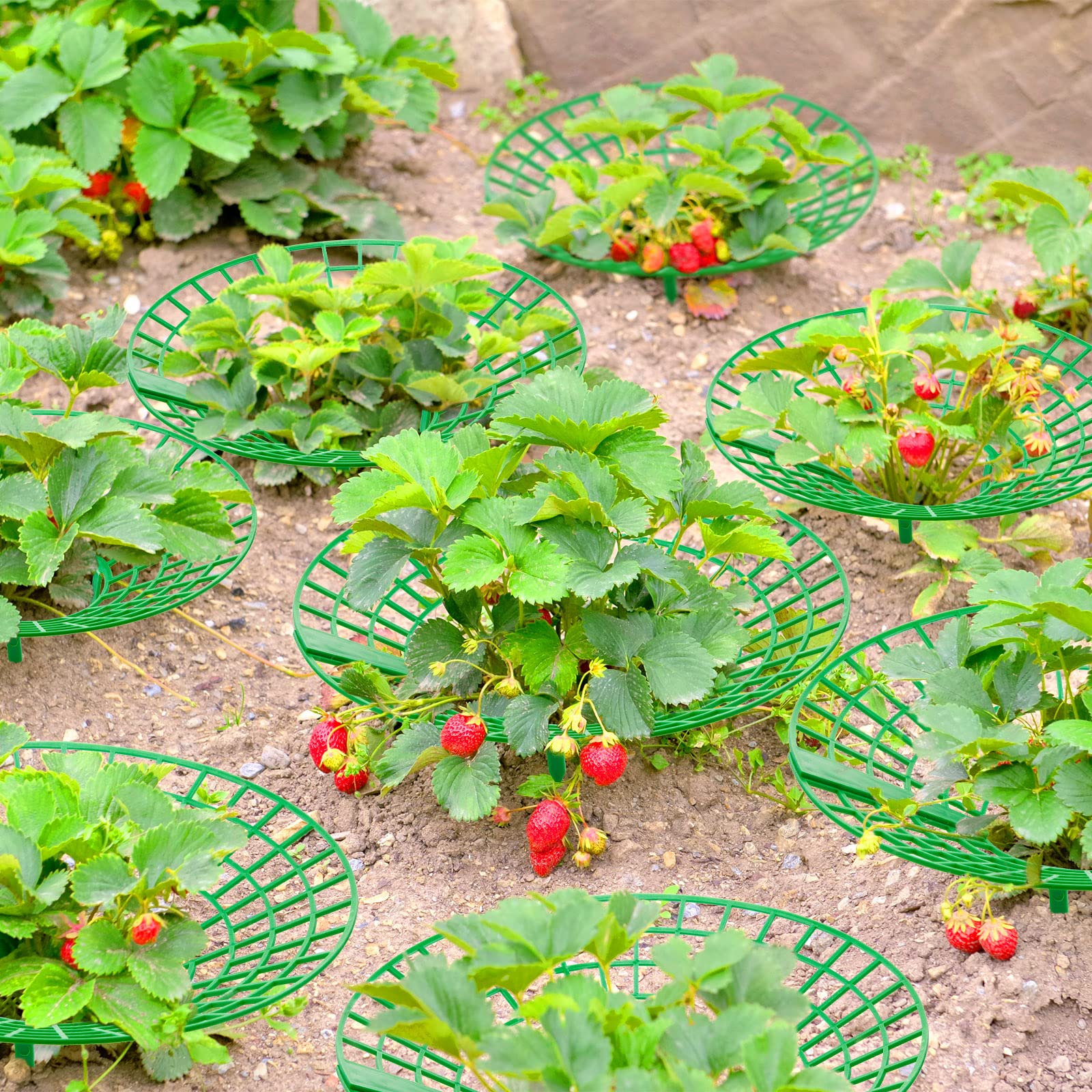 Amazon.com : 30 Packs Strawberry Supports Strawberry Growing Frame Strawberry  Plant Support Plant Protectors Strawberry Trellis Growing Racks Plant Stand  with 3 Sturdy Legs for Garden Strawberry Planting : Patio, Lawn & Garden