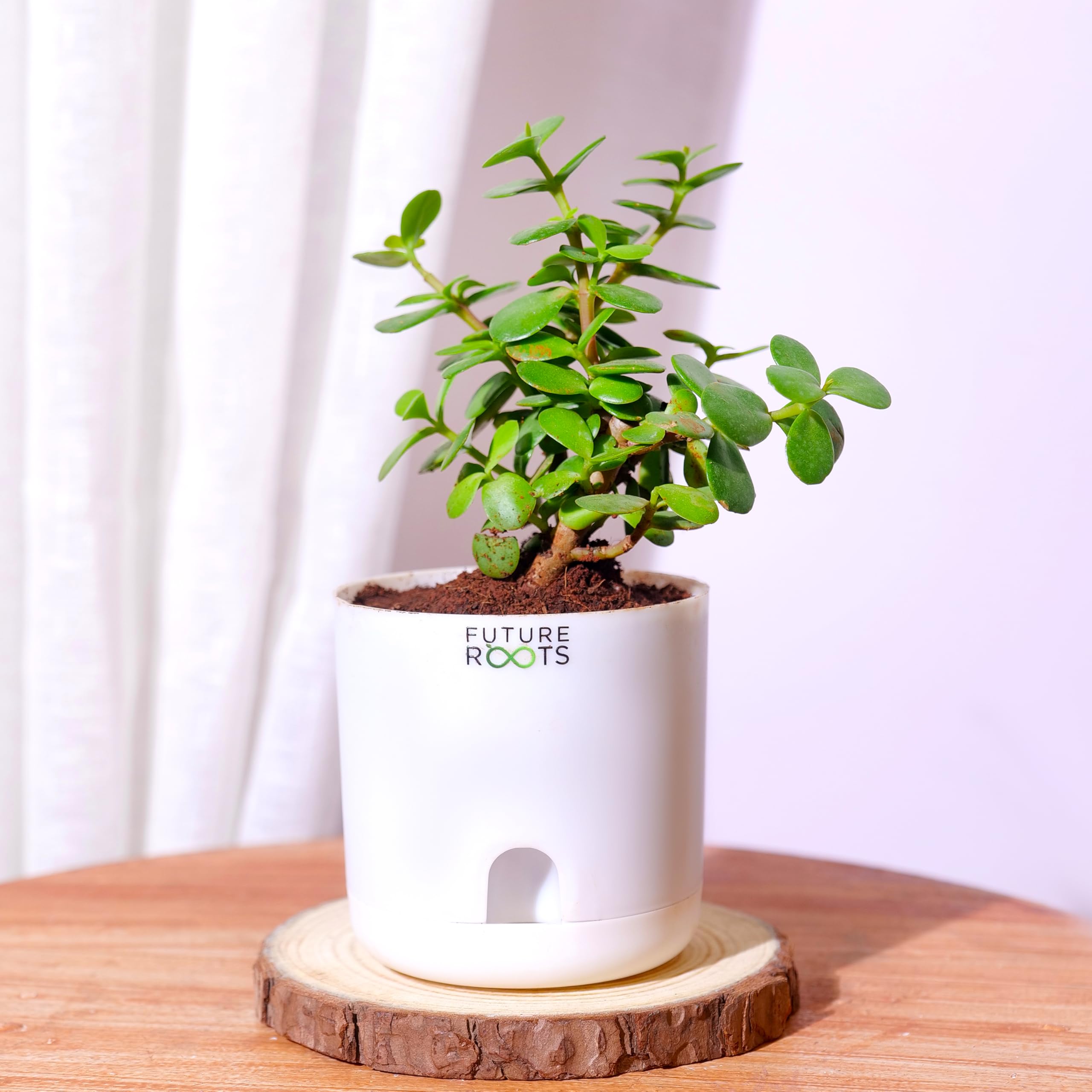 Future Roots Live Good Luck Jade Plant with Self Watering Pot - Air  Purifier Indoor Feng Shui Crassula Ovata Succulent for Home, Office Desk,  Outdoor, Living Room, Bedroom, White : Amazon.in: Garden