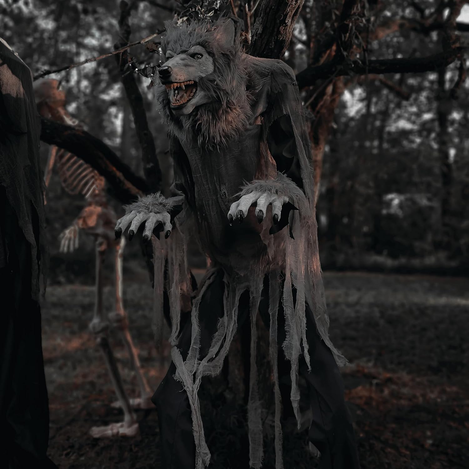 The assembled 7-Ft. Tall Towering Werewolf animatronic standing in a dark, outdoor setting, ready for display.