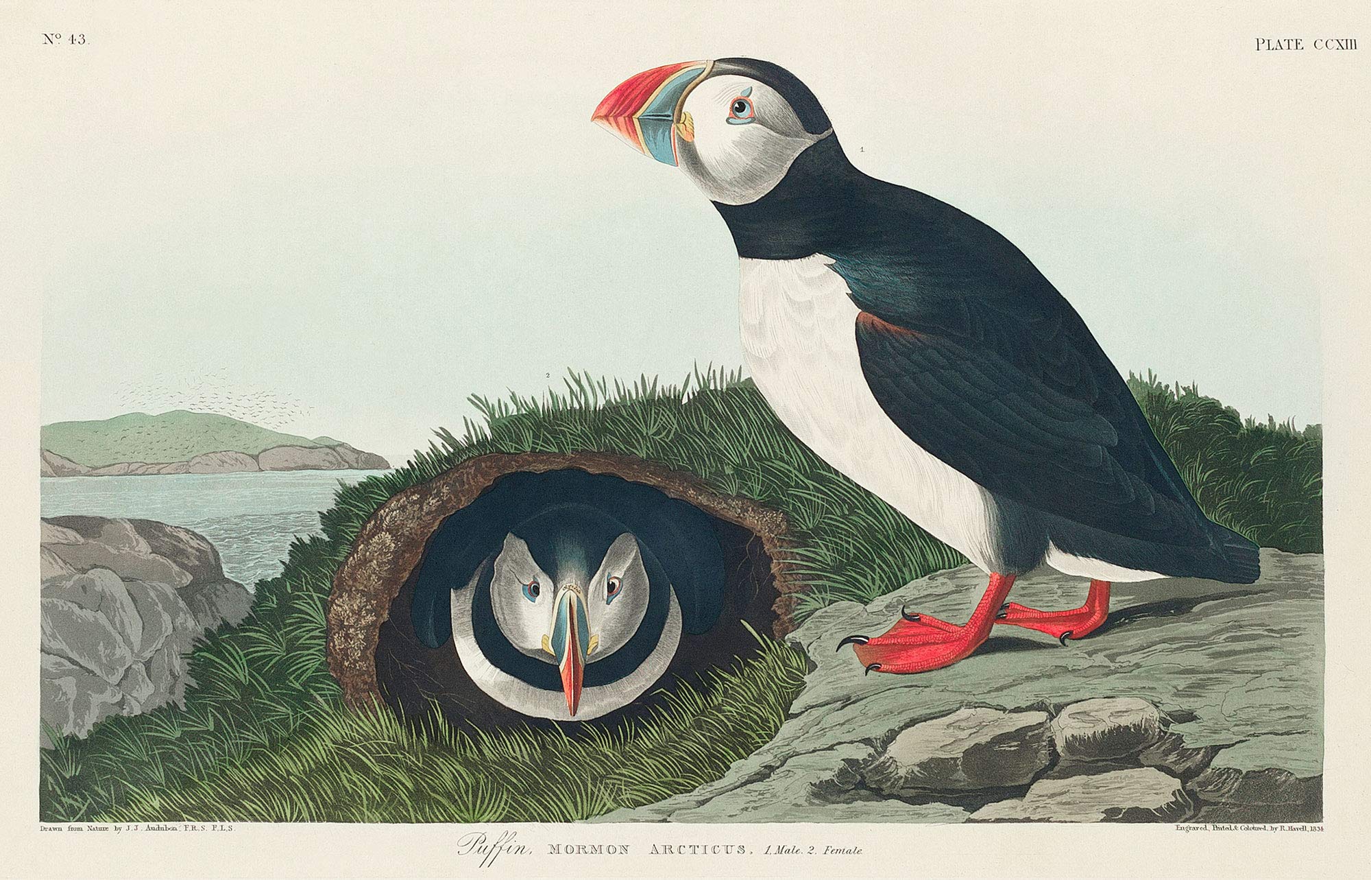 Puffin Wall Art habiller un mur vide grande affiche macareux oiseau de mer 50x70 cm
