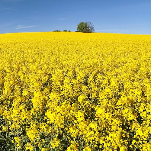 Miniatura 1 de Outsidepride 5 lb. Brassica Trophy Semilla de colza de forraje para parcelas de alimentos y cultivos de cobertura