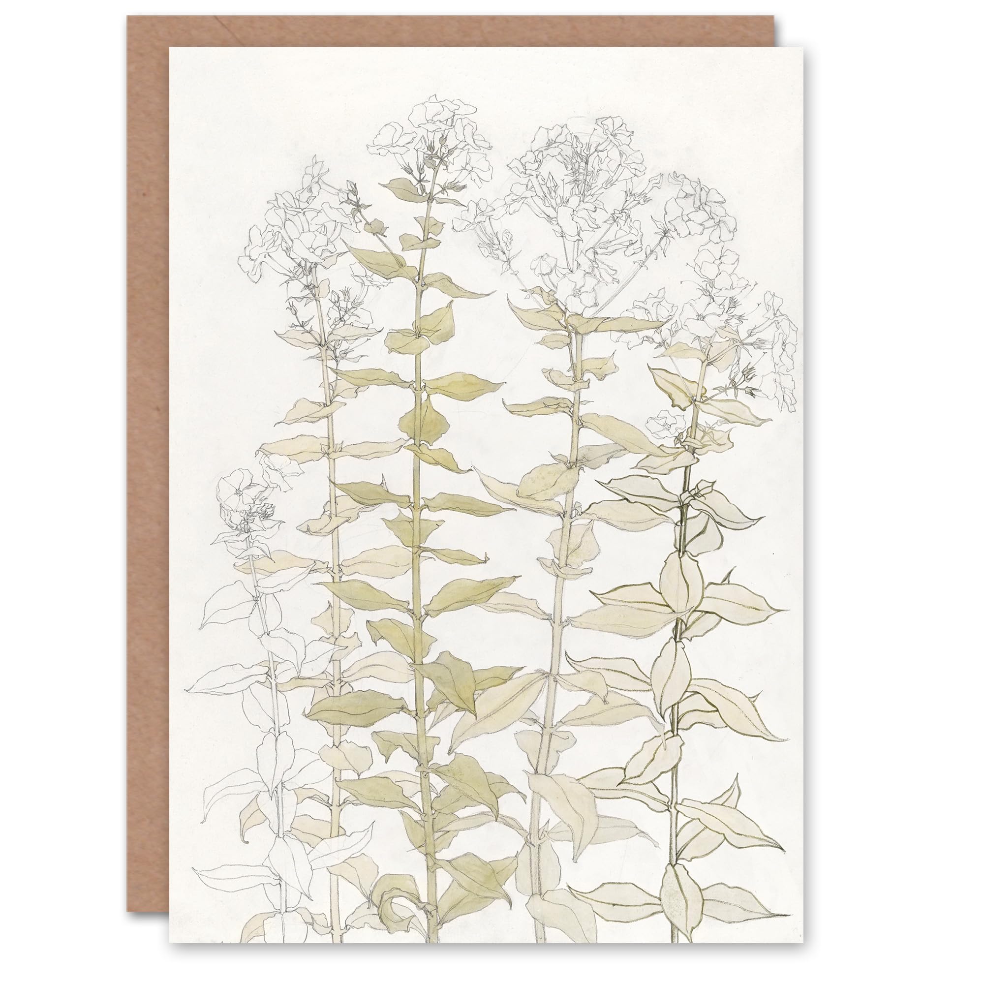 Julie de Graag Art Card Phlox Colour Sketch of Flowers