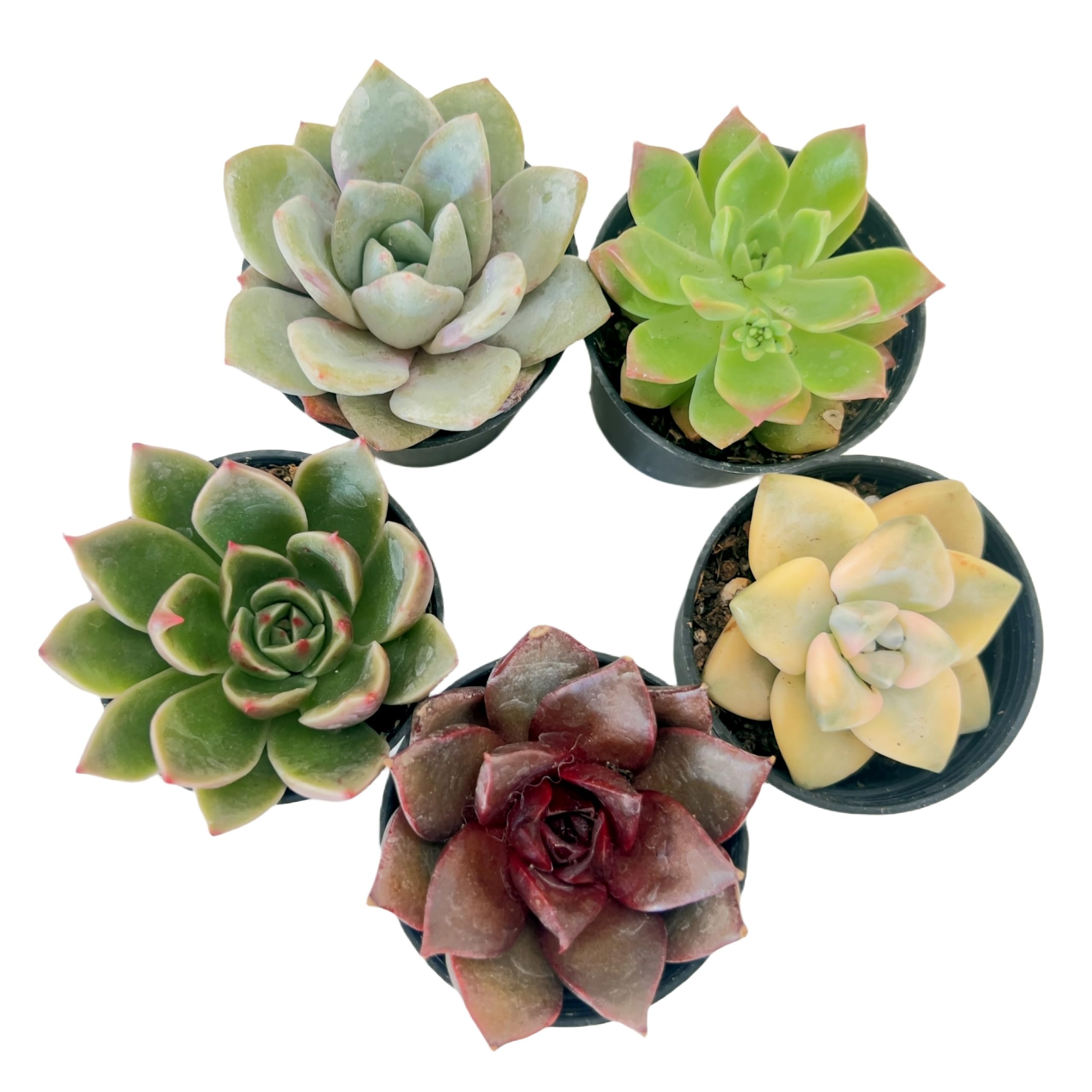 Sprout N Green 5 Pack Rosettes Succulents Plants Live, Mini Succulents in 2" Starter Planter with Potting Mix, Rare Plants for Indoor House Home Garden Wedding Decor Party Favor